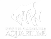 NC Aquariums